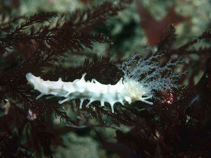 Ocnus lacteus